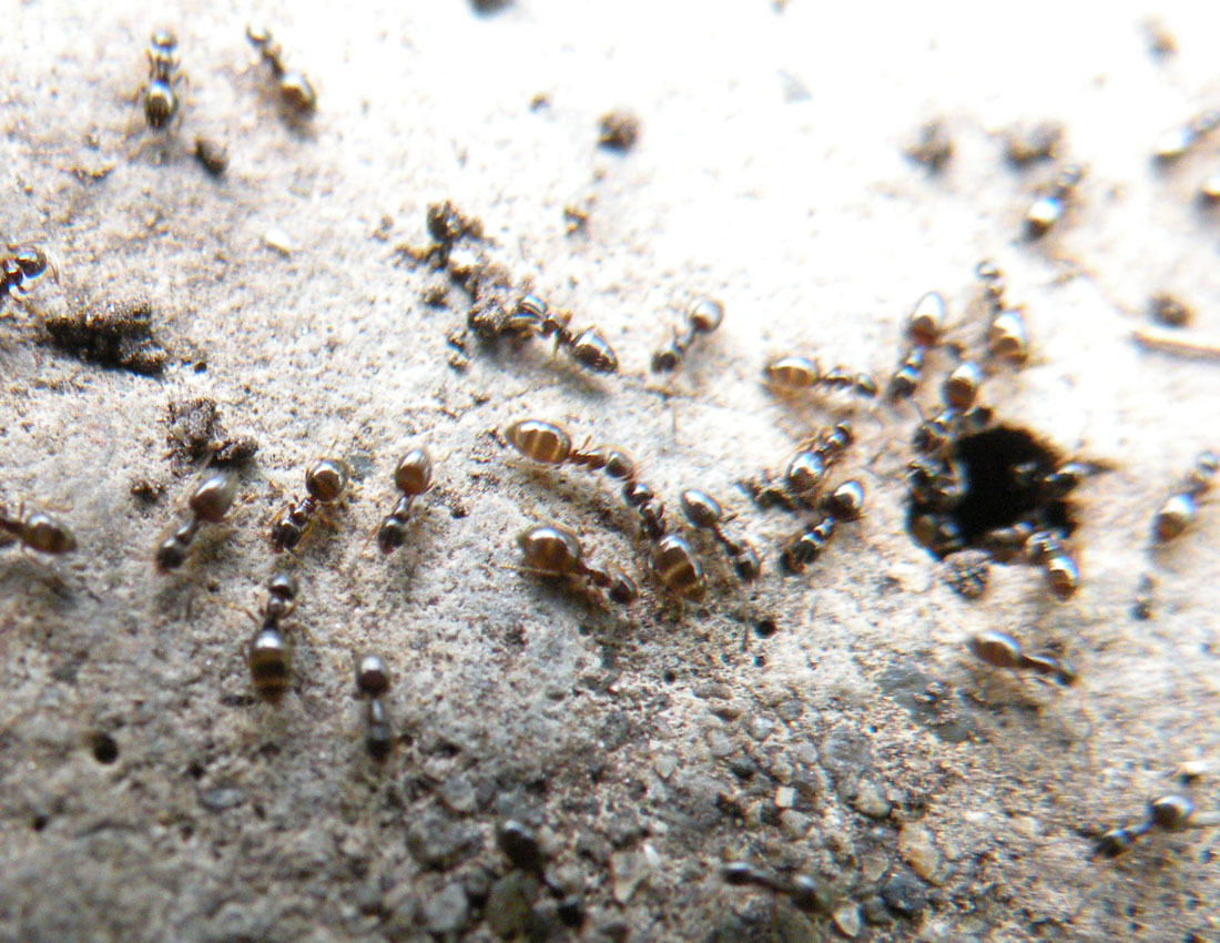 Formiche millimetriche: Plagiolepis sp.